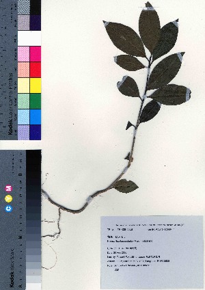  (Ilex leucoclada - TD082013)  @11 [ ] Copyright (2020) Unspecified Forestry and Forest Products Research Institute