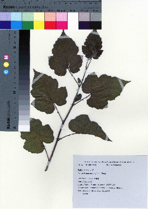 (Rubus crataegifolius - TD082110)  @11 [ ] Copyright (2020) Unspecified Forestry and Forest Products Research Institute