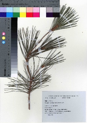  ( - TD082140)  @11 [ ] Copyright (2020) Unspecified Forestry and Forest Products Research Institute