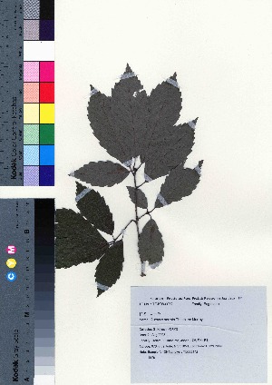  ( - TD082142)  @11 [ ] Copyright (2020) Unspecified Forestry and Forest Products Research Institute