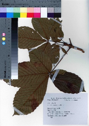  ( - TD082206)  @11 [ ] Copyright (2020) Unspecified Forestry and Forest Products Research Institute