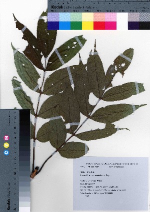  ( - TD082208)  @11 [ ] Copyright (2020) Unspecified Forestry and Forest Products Research Institute