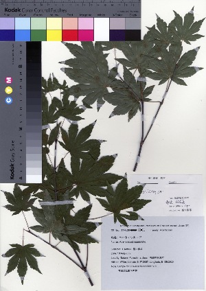  ( - TF090001)  @11 [ ] Copyright (2021) Unspecified Forestry and Forest Products Research Institute