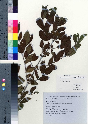  ( - TF090016)  @11 [ ] Copyright (2020) Unspecified Forestry and Forest Products Research Institute