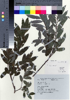  (Salix hukaoana - TF090017)  @11 [ ] Copyright (2020) Unspecified Forestry and Forest Products Research Institute