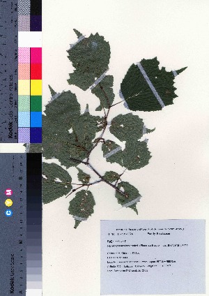  (Corylus heterophylla var. thunbergii - oIch0002)  @11 [ ] Copyright (2020) Unspecified Forestry and Forest Products Research Institute