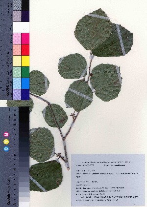  (Hamamelis japonica var. megalophylla - oIch0004)  @11 [ ] Copyright (2020) Unspecified Forestry and Forest Products Research Institute