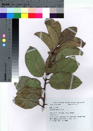  (Ilex mertensii var. mertensii - oOGA0044)  @11 [ ] Copyright (2021) Unspecified Forestry and Forest Products Research Institute