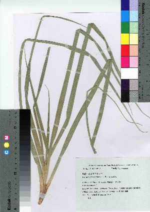  (Scirpus ternatanus - oOGA0051)  @11 [ ] Copyright (2021) Unspecified Forestry and Forest Products Research Institute