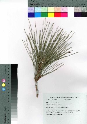  (Pinus luchuensis - oOGA0054)  @11 [ ] Copyright (2021) Unspecified Forestry and Forest Products Research Institute