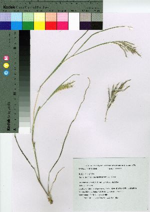  (Bothriochloa bladhii - oOGA0062)  @11 [ ] Copyright (2021) Unspecified Forestry and Forest Products Research Institute