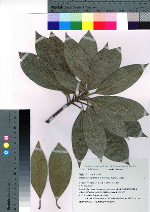  ( - oOGA0069)  @11 [ ] Copyright (2021) Unspecified Forestry and Forest Products Research Institute