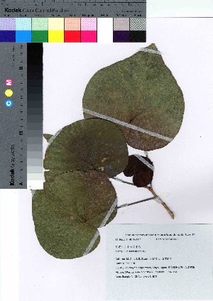 ( - oOGA0085)  @11 [ ] Copyright (2021) Unspecified Forestry and Forest Products Research Institute