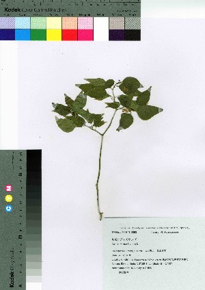  (Rivina - oOGA0097)  @11 [ ] Copyright (2021) Unspecified Forestry and Forest Products Research Institute