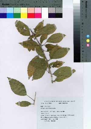 ( - oOGA0100)  @11 [ ] Copyright (2021) Unspecified Forestry and Forest Products Research Institute