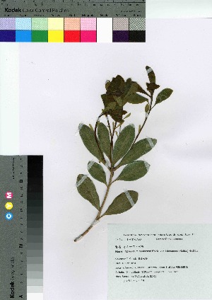  ( - SZ_05)  @11 [ ] Copyright (2020) Unspecified Forestry and Forest Products Research Institute
