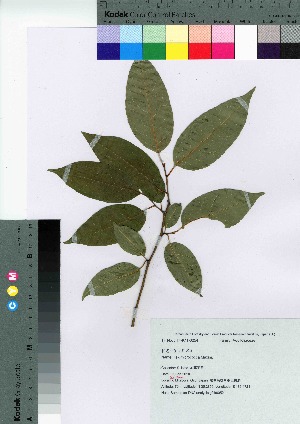  ( - gfsk0052)  @11 [ ] Copyright (2021) Unspecified Forestry and Forest Products Research Institute