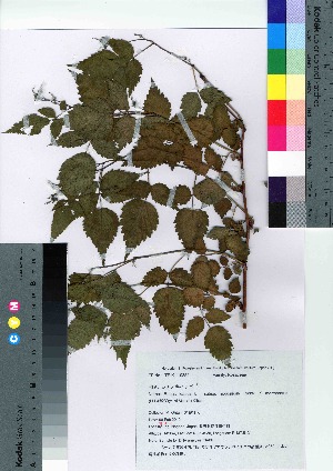  (Rubus idaeus subsp. nipponicus f. marmoratus - oINA1006)  @11 [ ] Copyright (2020) Unspecified Forestry and Forest Products Research Institute