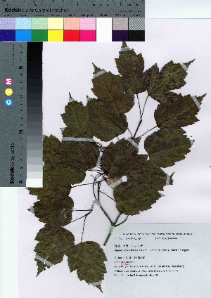  ( - KIK201002)  @11 [ ] Copyright (2020) Unspecified Forestry and Forest Products Research Institute