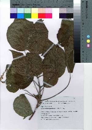  ( - Sakio001)  @11 [ ] Copyright (2020) Unspecified Forestry and Forest Products Research Institute