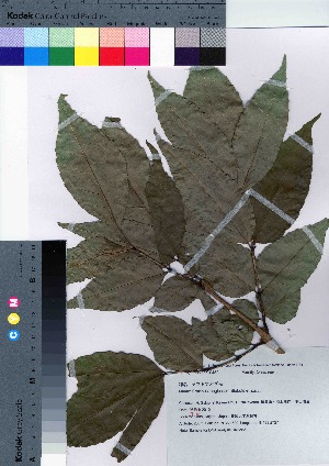  ( - Sakio063)  @11 [ ] Copyright (2021) Unspecified Forestry and Forest Products Research Institute