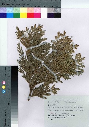  ( - Sakio082)  @11 [ ] Copyright (2021) Unspecified Forestry and Forest Products Research Institute