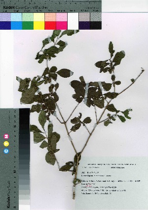  ( - Sakio091)  @11 [ ] Copyright (2021) Unspecified Forestry and Forest Products Research Institute