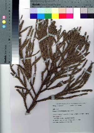  (Cryptomeria japonica - Sakio103)  @11 [ ] Copyright (2021) Unspecified Forestry and Forest Products Research Institute