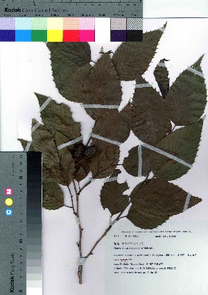  (Alnus sieboldiana - Sakio108)  @11 [ ] Copyright (2021) Unspecified Forestry and Forest Products Research Institute
