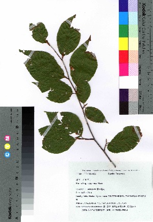 ( - SKASH061)  @11 [ ] Copyright (2020) Unspecified Forestry and Forest Products Research Institute