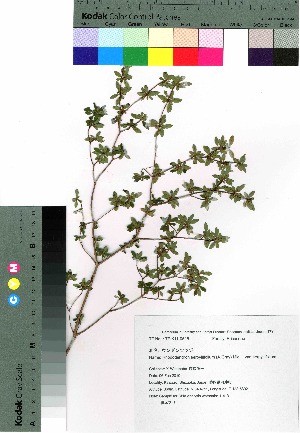  (Rhododendron serpyllifolium var. serpyllifolium - watana143)  @11 [ ] Copyright (2020) Unspecified Forestry and Forest Products Research Institute