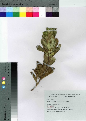  ( - Suzuki047)  @11 [ ] Copyright (2021) Unspecified Forestry and Forest Products Research Institute