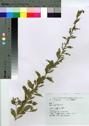  (Lycium chinense - yanasw004)  @11 [ ] Copyright (2021) Unspecified Forestry and Forest Products Research Institute