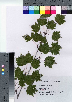  (Acer tschonoskii var. tschonoskii - ishida04)  @11 [ ] Copyright (2021) Unspecified Forestry and Forest Products Research Institute