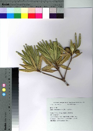  ( - hachi007)  @11 [ ] Copyright (2021) Unspecified Forestry and Forest Products Research Institute
