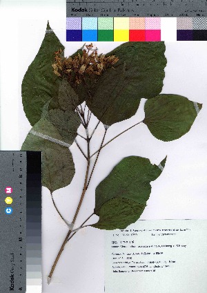  (Clerodendrum izuinsulare - hachi015)  @11 [ ] Copyright (2021) Unspecified Forestry and Forest Products Research Institute