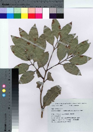  ( - hachi024)  @11 [ ] Copyright (2021) Unspecified Forestry and Forest Products Research Institute