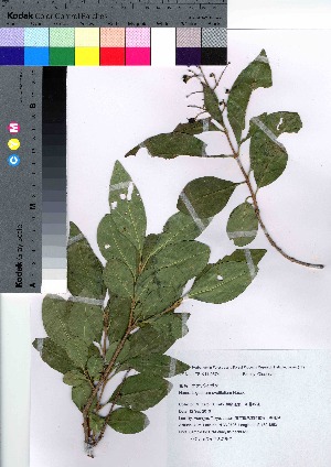  ( - hachi029)  @11 [ ] Copyright (2021) Unspecified Forestry and Forest Products Research Institute