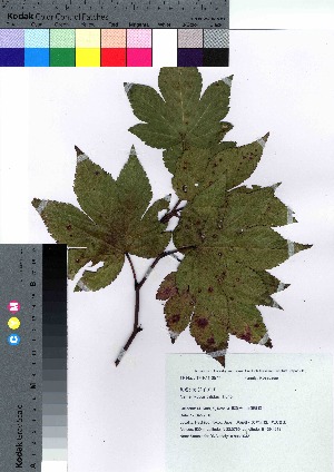  (Rubus trifidus - hachi032)  @11 [ ] Copyright (2021) Unspecified Forestry and Forest Products Research Institute