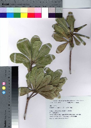  ( - hachi046)  @11 [ ] Copyright (2021) Unspecified Forestry and Forest Products Research Institute