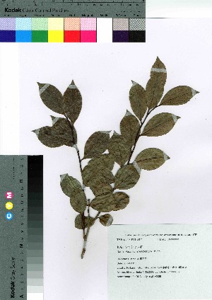  ( - gfsk0086)  @11 [ ] Copyright (2021) Unspecified Forestry and Forest Products Research Institute