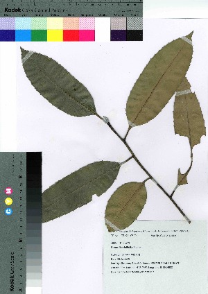  (Ilex latifolia - gfsk0095)  @11 [ ] Copyright (2021) Unspecified Forestry and Forest Products Research Institute