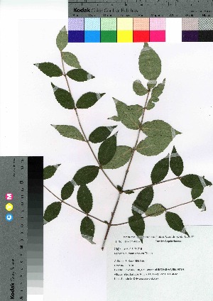  ( - gfsk0097)  @11 [ ] Copyright (2021) Unspecified Forestry and Forest Products Research Institute