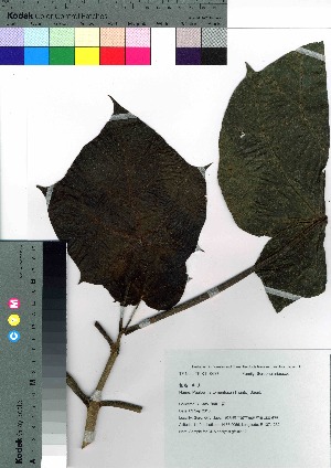  ( - gfsk0112)  @11 [ ] Copyright (2021) Unspecified Forestry and Forest Products Research Institute