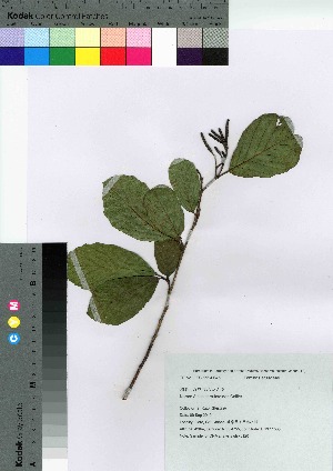  (Alnus serrulatoides - gfsk0120)  @11 [ ] Copyright (2021) Unspecified Forestry and Forest Products Research Institute
