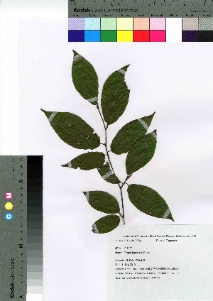  ( - gfsk0129)  @11 [ ] Copyright (2021) Unspecified Forestry and Forest Products Research Institute