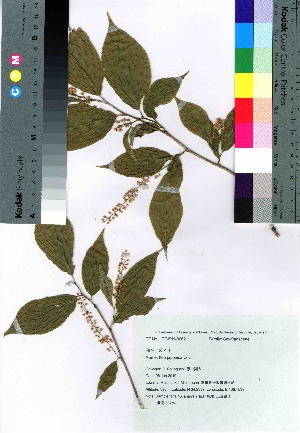  (Itea japonica - SKMIE001)  @11 [ ] Copyright (2020) Unspecified Forestry and Forest Products Research Institute
