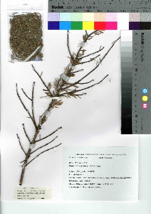  (Picea glehnii - nagami002)  @11 [ ] Copyright (2021) Unspecified Forestry and Forest Products Research Institute