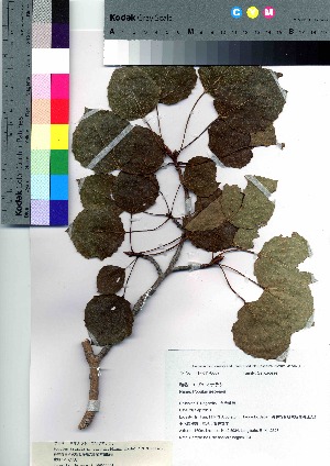  (Populus tremula var. davidiana - nagami004)  @11 [ ] Copyright (2021) Unspecified Forestry and Forest Products Research Institute