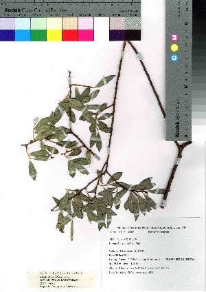  (Salix arbutifolia - nagami005)  @11 [ ] Copyright (2021) Unspecified Forestry and Forest Products Research Institute